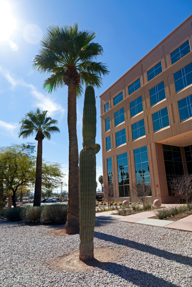 Phoenix office building with palm trees